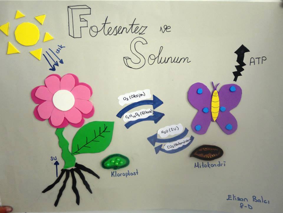 Solunum ve fotosentez projeleri 8 sınıf