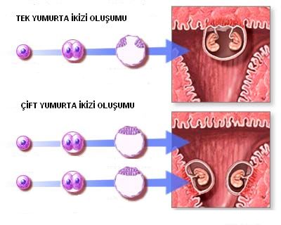 ift ve Tek Yumurta kizlerinin Oluumu