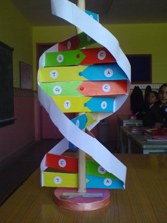 DNA Modeli