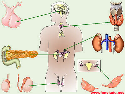 Hormonal Sistem