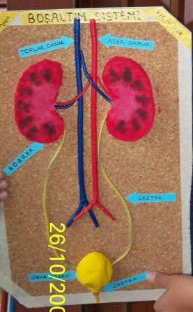 Boaltm Sistemi Maketi