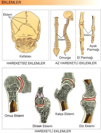 Destek ve Hareket Sistemi Eklemler