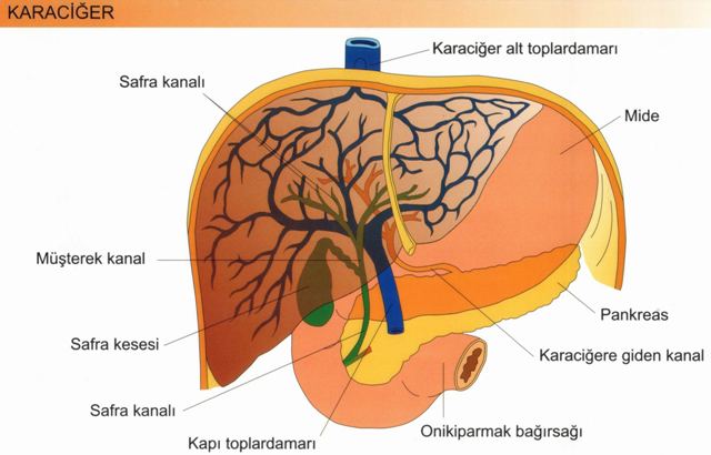 Sindirim Sistemi Karacier