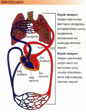 Dolam Sistemi