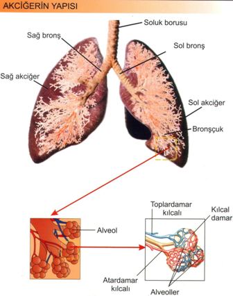 Solunum Sistemi Akciğerin Yapısı
