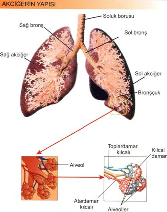 Solunum Sistemi Akcierin Yaps