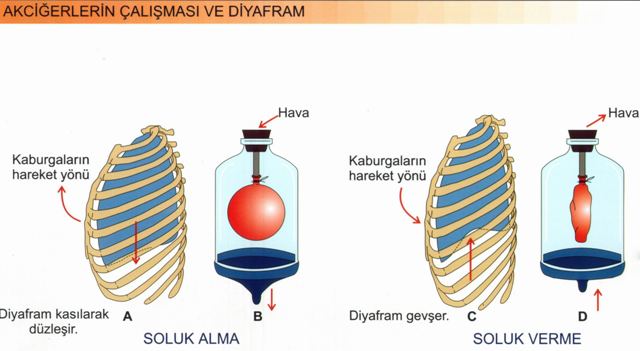 Solunum Sistemi Akcierin almas