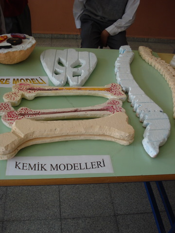 Kemik Modelleri