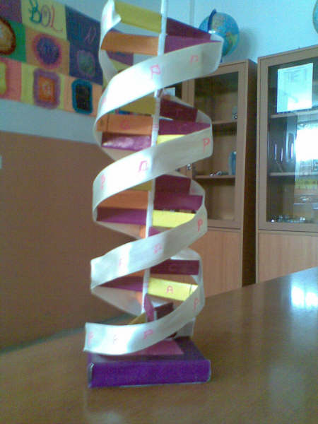 DNA Modeli