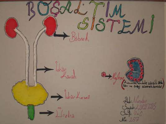 Boaltm Sistemi Modeli