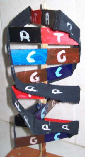 DNA Modeli