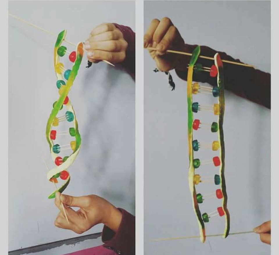 jelibondan DNA modeli yapımı