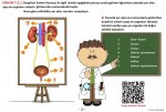 7.Snf Boaltm Sistemi Yap ve Organlar Etkinlii Quar Kodlu Cevap Anahtarl