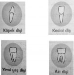 Az, kpek, kesici ve yirmi ya dileri