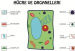 Bitki Hcresi ve Organelleri