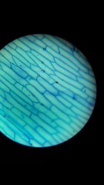 Bitki hcresinin mikroskop grnts