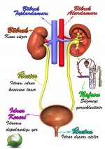 Boaltm Sistemi