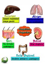 Boaltm Organlar
