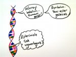 DNA Eşlenmesi- Karikatürleri