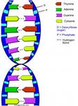 DNA MODEL