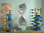 DNA MODELİ
