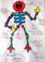 Destek ve hareket sistemimizdeki kemikler