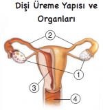 Disi reme organlar