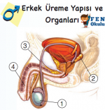 Erkek reme organlar