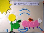 Fotosentez ve solunum 4