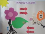 Fotosentez ve solunum