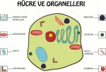 Hayvan H�cre ve organelleri