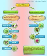 Hayvanlarn kullanm alanlar