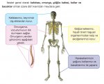 skeletin grev ve blmleri