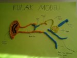 Kulak Modeli
