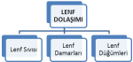 Lenf Sistemi