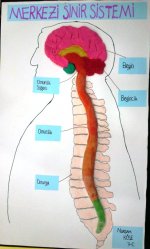 Merkezi Sinir Sistemi