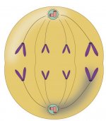 Mitoz B�l�nme Evre 4