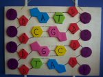 DNA modeli