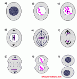 Mitoz Blnme Evreleri