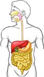 Sindirim Sistemi