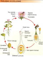 Bitkilerde Tozlama ve Dllenme