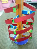 DNA Modeli