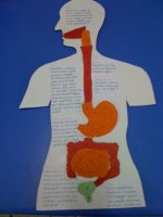 Sindirim Sistemi Organlar