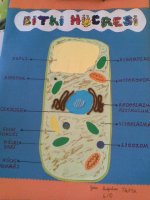 Bitki Hcresi Modeli