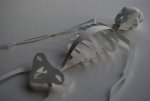 skelet Model