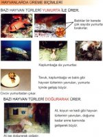 Hayvanlarda reme Biimleri