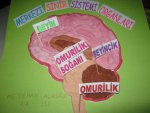 merkezi sinir sistemi organlar� modeli