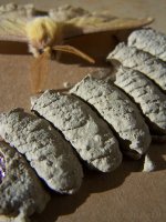 Kelebek de Bakalam Evreleri