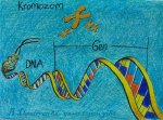 DNA modeli