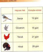 Hayvanlarn Kuluka Sreleri
